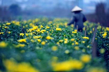 Vietnam’s Tet flowers in the eyes of the international press